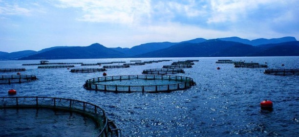 Sürsan Su Ürünleri